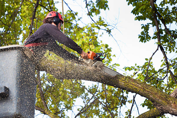 How Our Tree Care Process Works  in  Middleport, OH